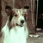 what breed of dog was lassie on film and tv network series3