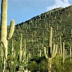 cactus del desierto de sonora4