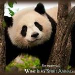 is a panda a solitary animal meaning2
