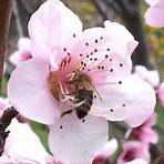 interesting facts about bees3