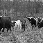 Texas Longhorns1