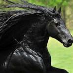 frederick the great horse friesian stallion1