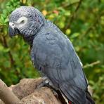 papagaio cinzento africano1