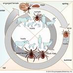 What is the difference between a tick and a parasite?2