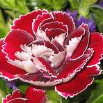 Carnation3