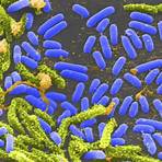 why are bacteria important to the marine environment in the world1
