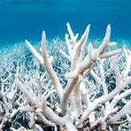 great barrier reef coral bleaching1