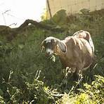 sheep goat5