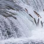 salmon swimming upstream3