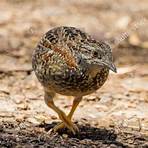 bottom quails in the wild4