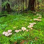 Where can I find a fairy ring?4