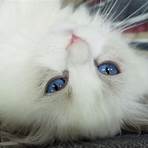 ragdoll cats for sale1