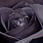 black rose picture2