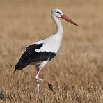 White Stork1