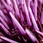 purple sea urchin scientific name2