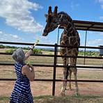 Giraffe and Rhino Hotel tv1