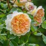 bathsheba rose david austin3