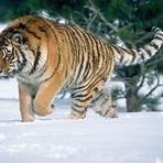 List of Tiger5