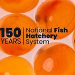 why are fish hatcheries important to the united states 3f and explain4