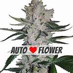 best cannabis seeds for sale in usa3