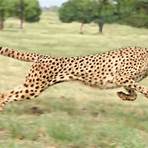 fastest animal in the world4