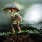 Fantastic Fungi filme3