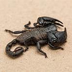 skorpione tierklasse5