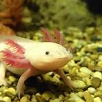 Axolotl Overkill3