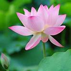 lotus flower4