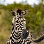 la zebra1