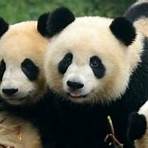 panda animal wikipedia española mexico3