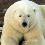 The Polar Bears of Churchill, with Ewan McGregor Film2