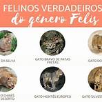 7 espécies de felinos5
