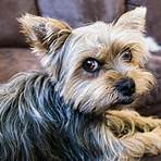 yorkshire terrier wesen4