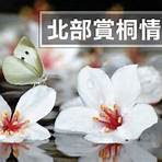 台灣桐花祭2