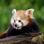 red panda images3