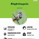 The Nightingale2