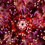 purple sea urchin scientific name1
