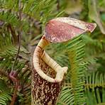 Carnivorous plant wikipedia2