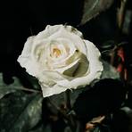 weiße rose symbol5