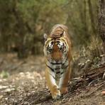 bengal tiger habitat5