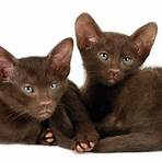 havana brown cat lifespan3