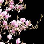 magnolienbaum bilder2