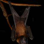 flying foxes4