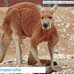 canguru simbolo da australia4