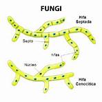 quais são as principais características do reino fungi1