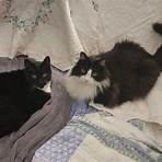 maine coon rescues for adoption4