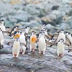 penguin group is called what name4