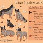 Blue Heelers4
