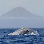 whale watching azoren preise5